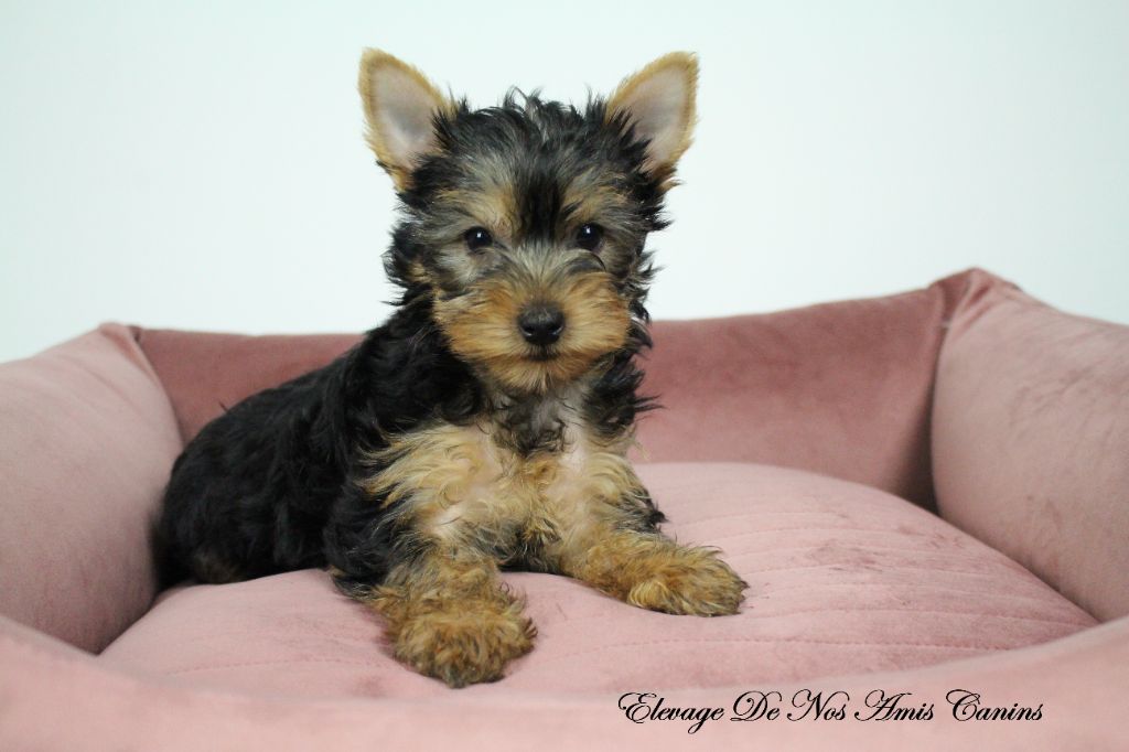 De Nos Amis Canins - Chiots disponibles - Yorkshire Terrier